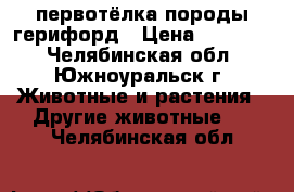 первотёлка породы герифорд › Цена ­ 35 000 - Челябинская обл., Южноуральск г. Животные и растения » Другие животные   . Челябинская обл.